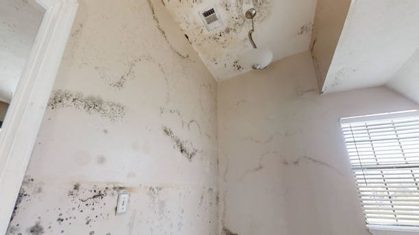 Forensic Mold Investigation in Aiken, SC