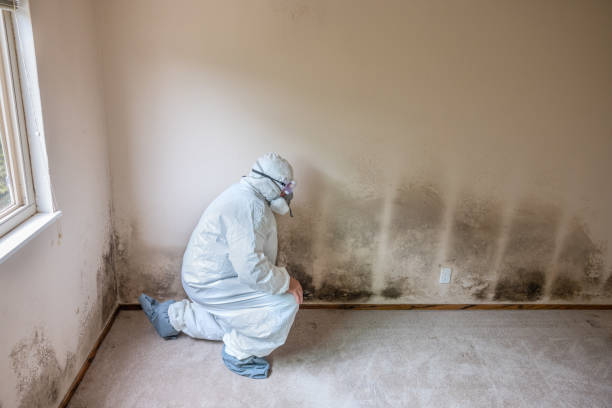 Best Basement Mold Removal  in Aiken, SC