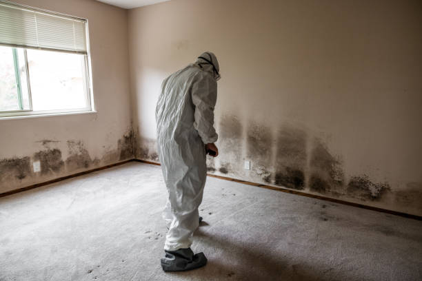 Professional Mold Inspection, Removal & Remediation in Aiken, SC