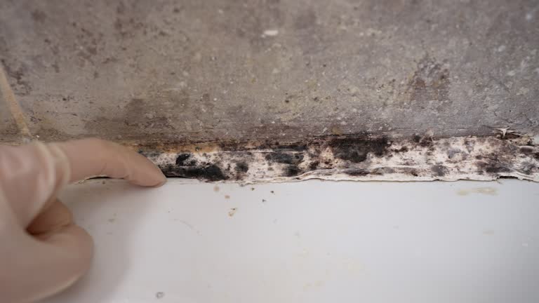 Environmental Consulting for Mold Prevention in Aiken, SC